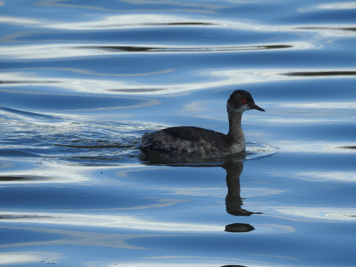 Eared Grebe - Darlene  Peterson