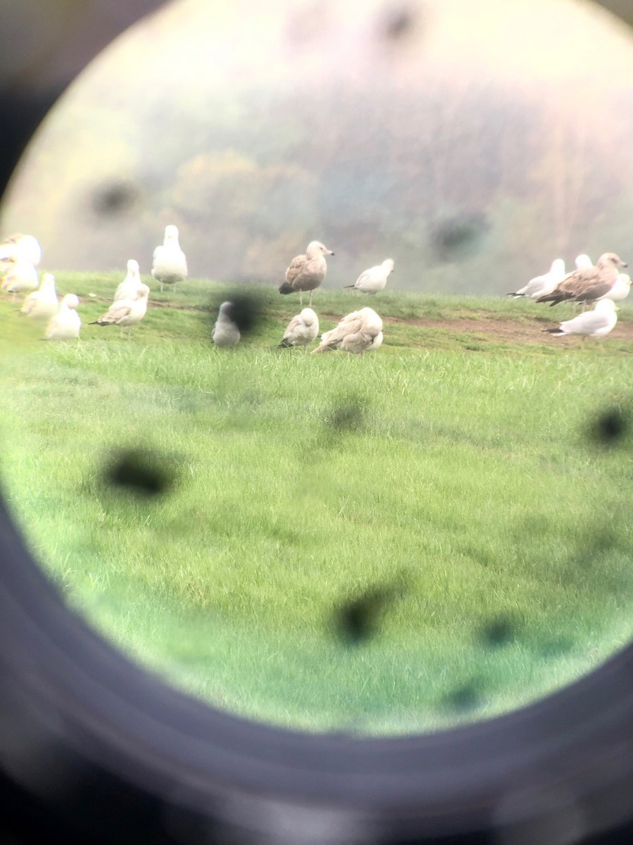 Iceland Gull (kumlieni) - ML561901251