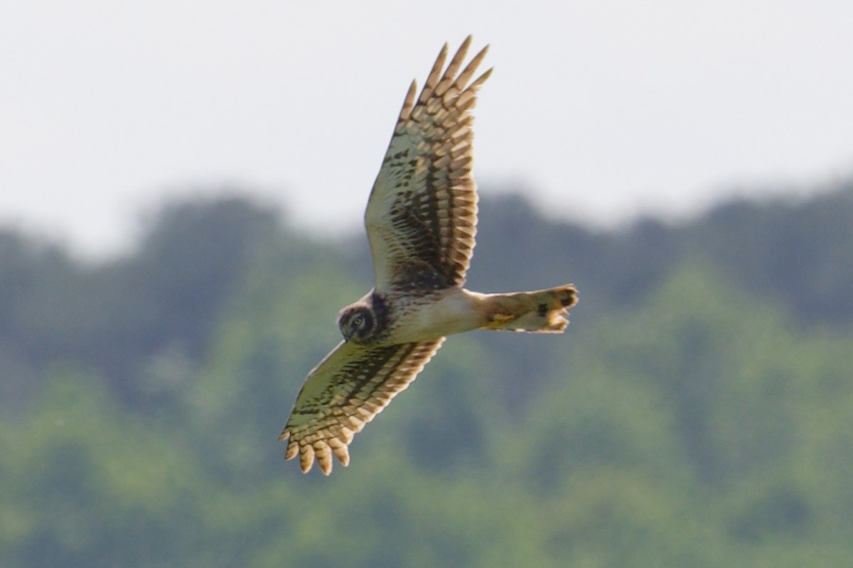 Northern Harrier - ML561901401