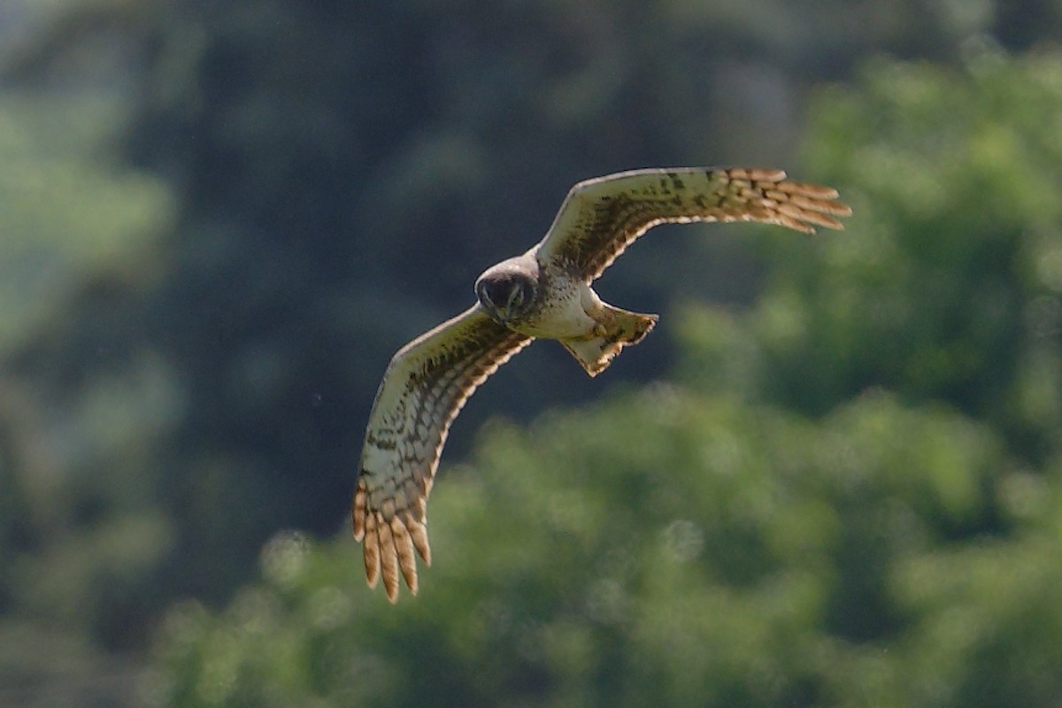 Northern Harrier - ML561901411