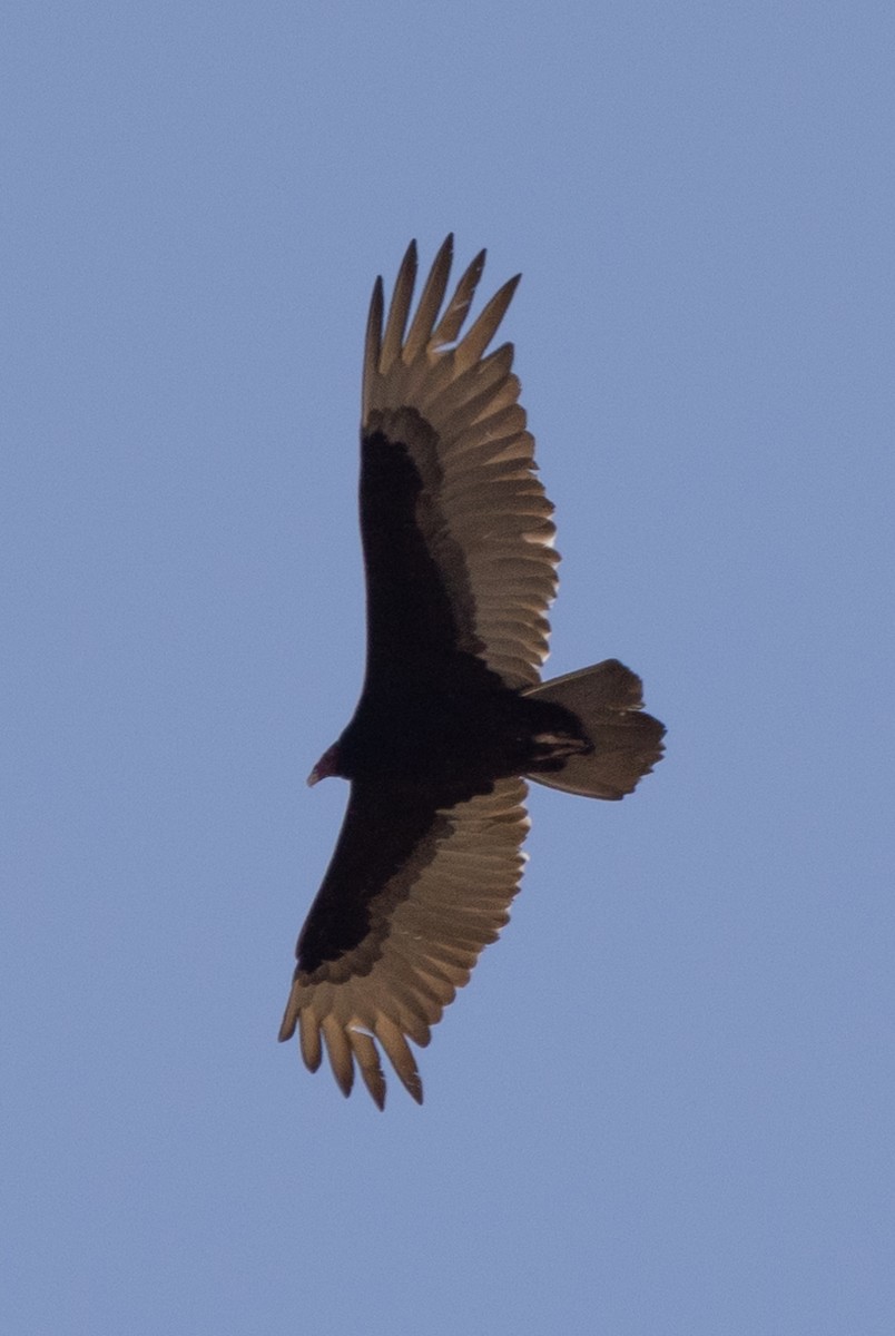 Turkey Vulture - ML561901531