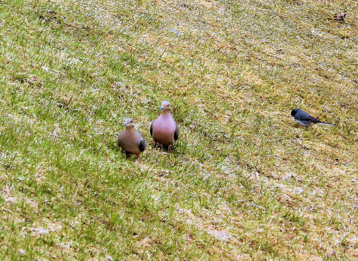 Mourning Dove - ML561901921