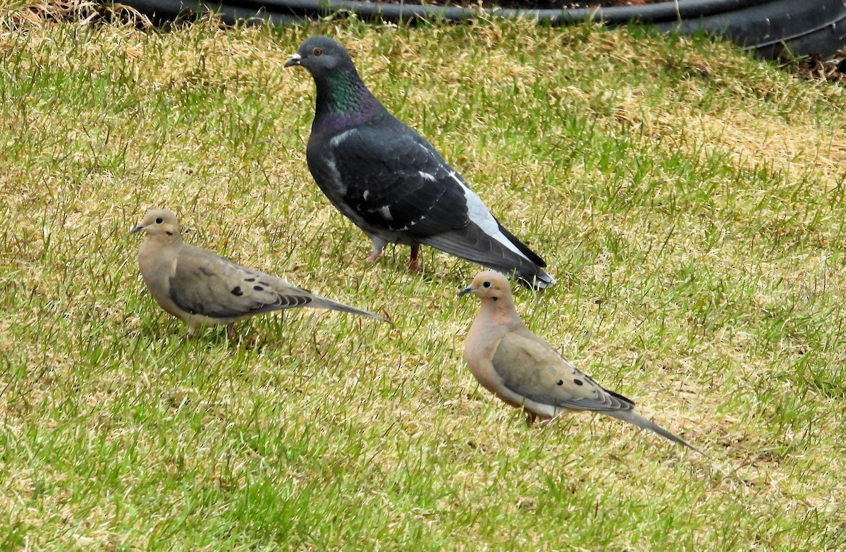 Mourning Dove - ML561901931