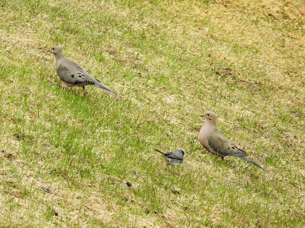 Mourning Dove - ML561901941