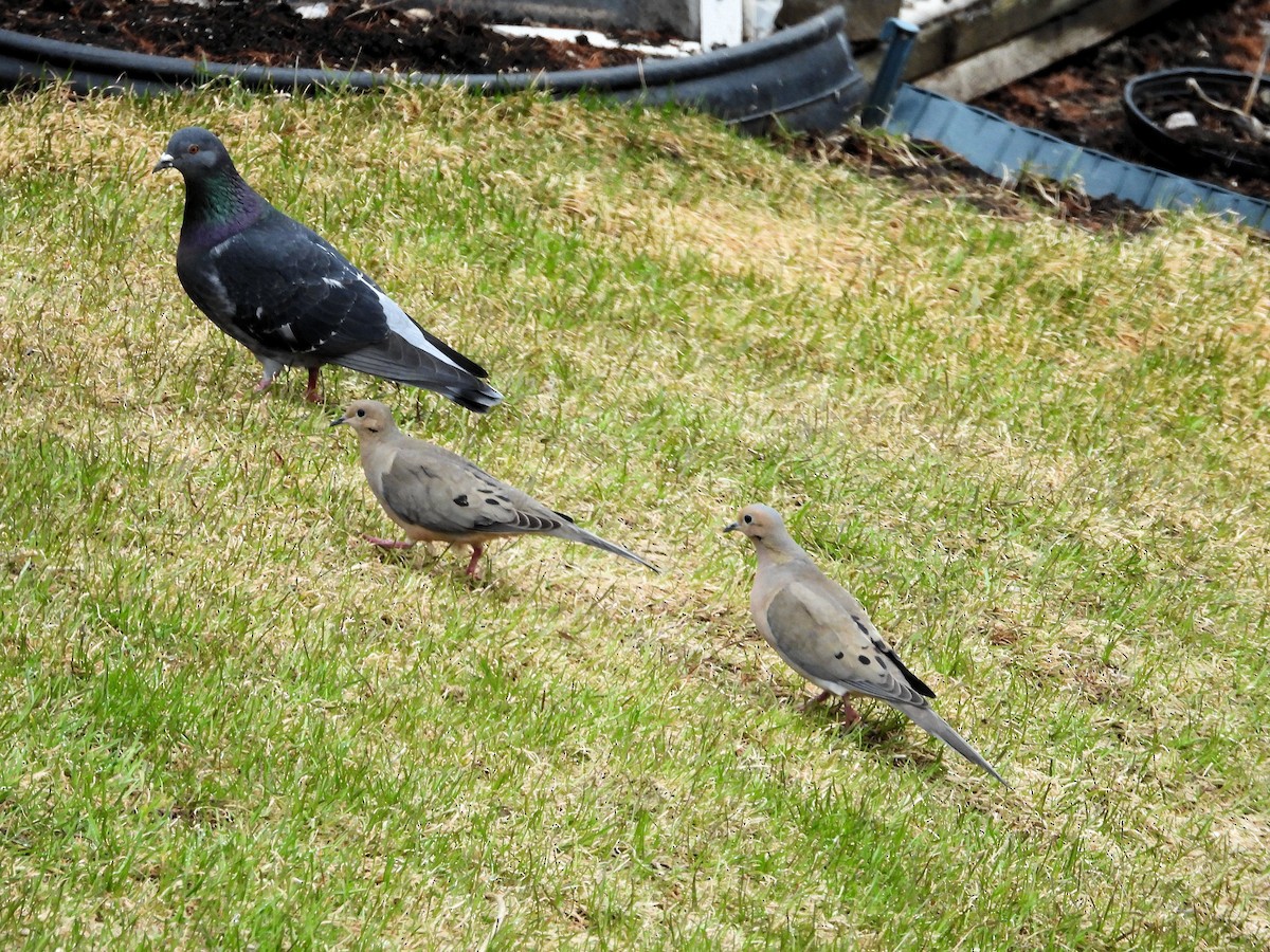 Mourning Dove - Nicole St-Amant