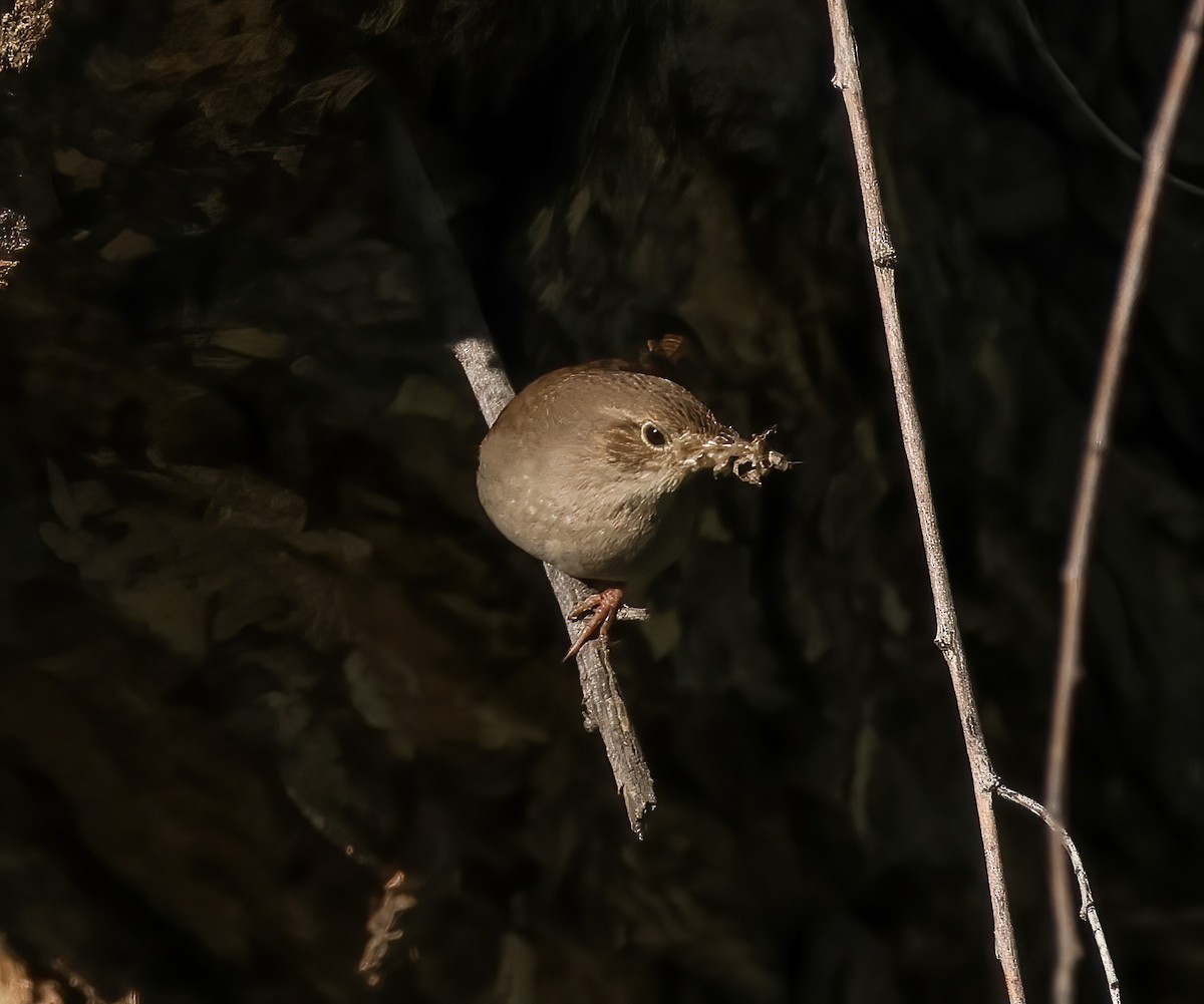 House Wren - ML561902011