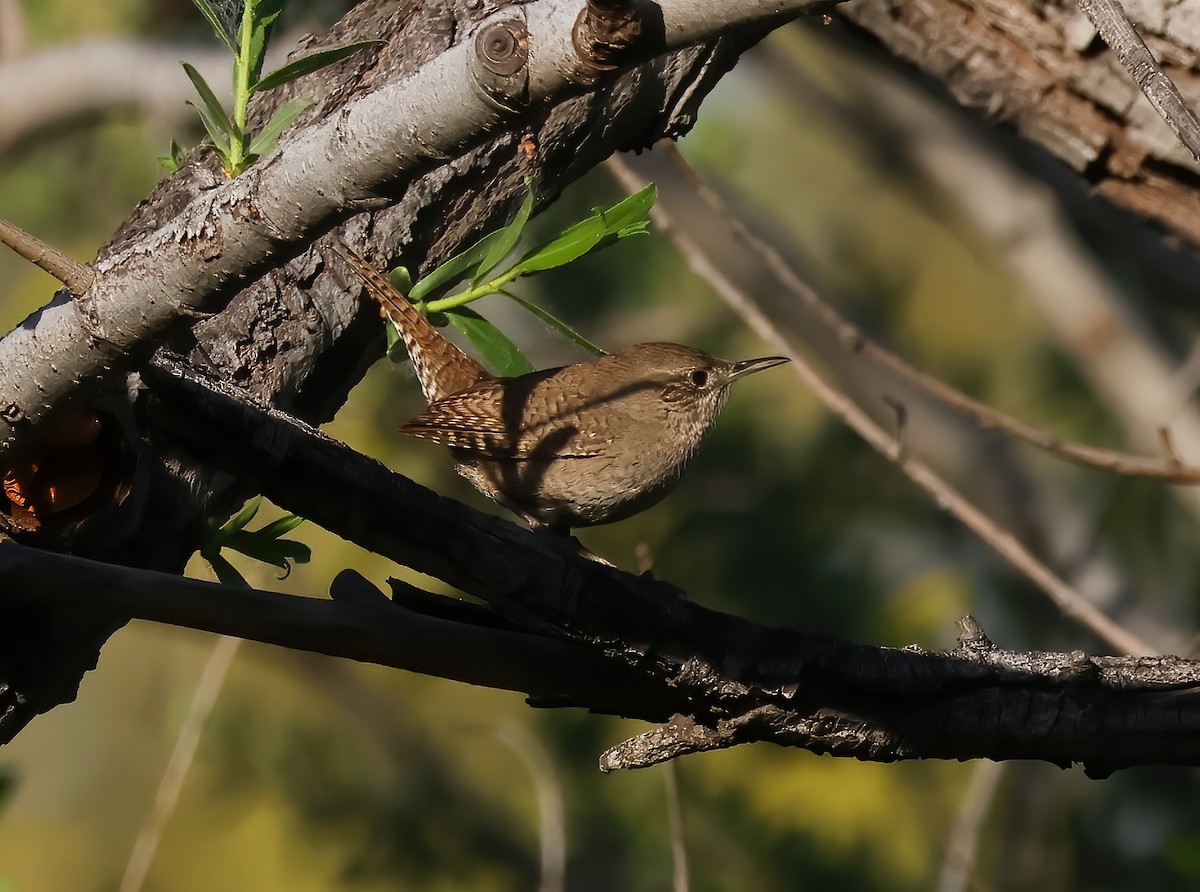 House Wren - ML561902021