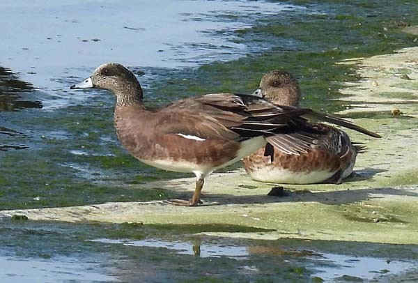 American Wigeon - ML561902721