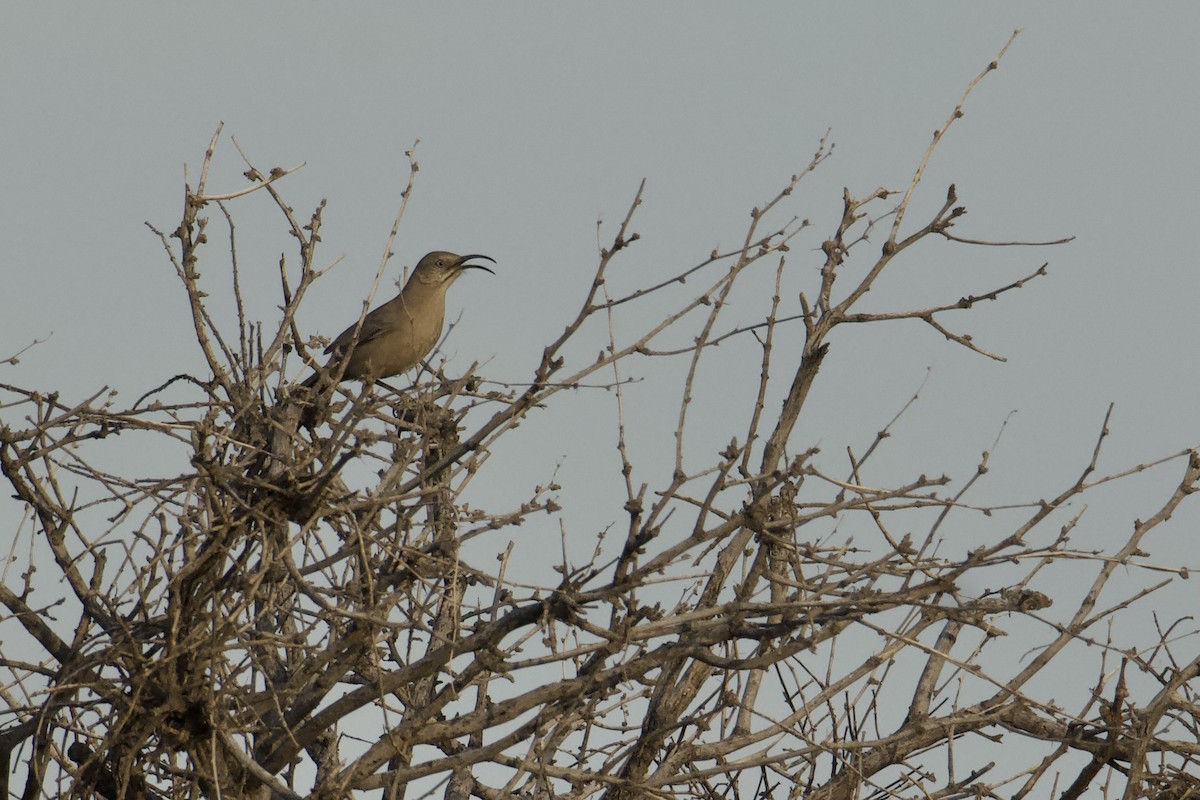 Crissal Thrasher - ML561902931