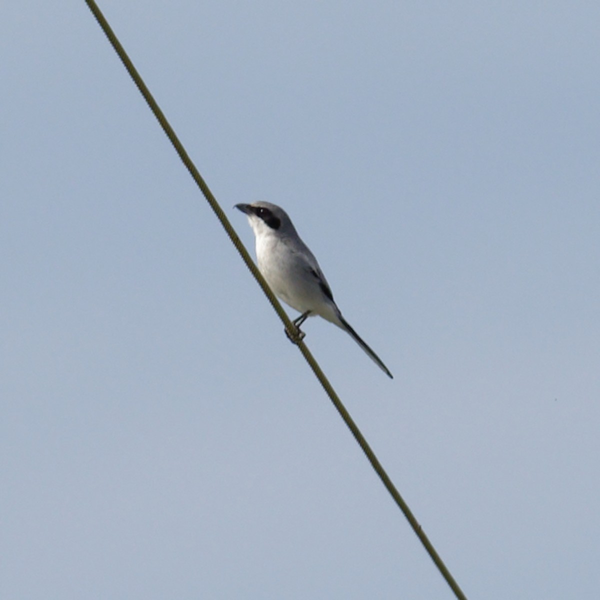 Loggerhead Shrike - ML561903701