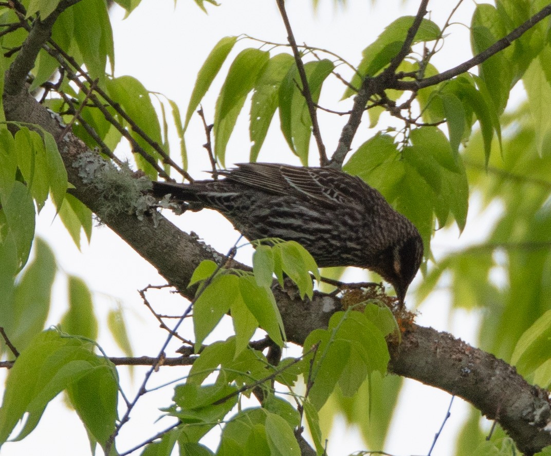 Red-winged Blackbird - ML561904441