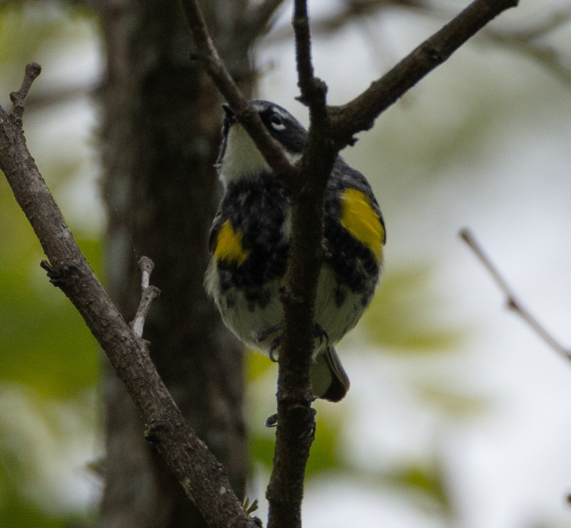 Yellow-rumped Warbler - ML561904581