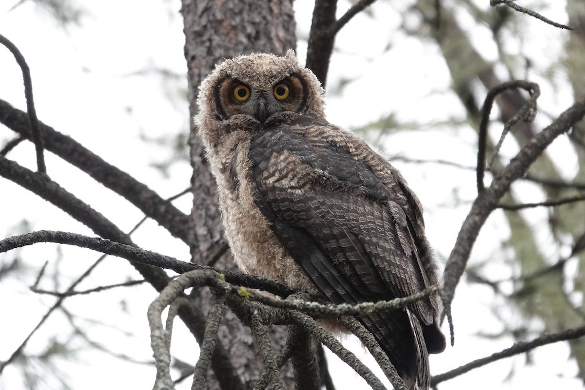 Great Horned Owl - Michelle Hamilton