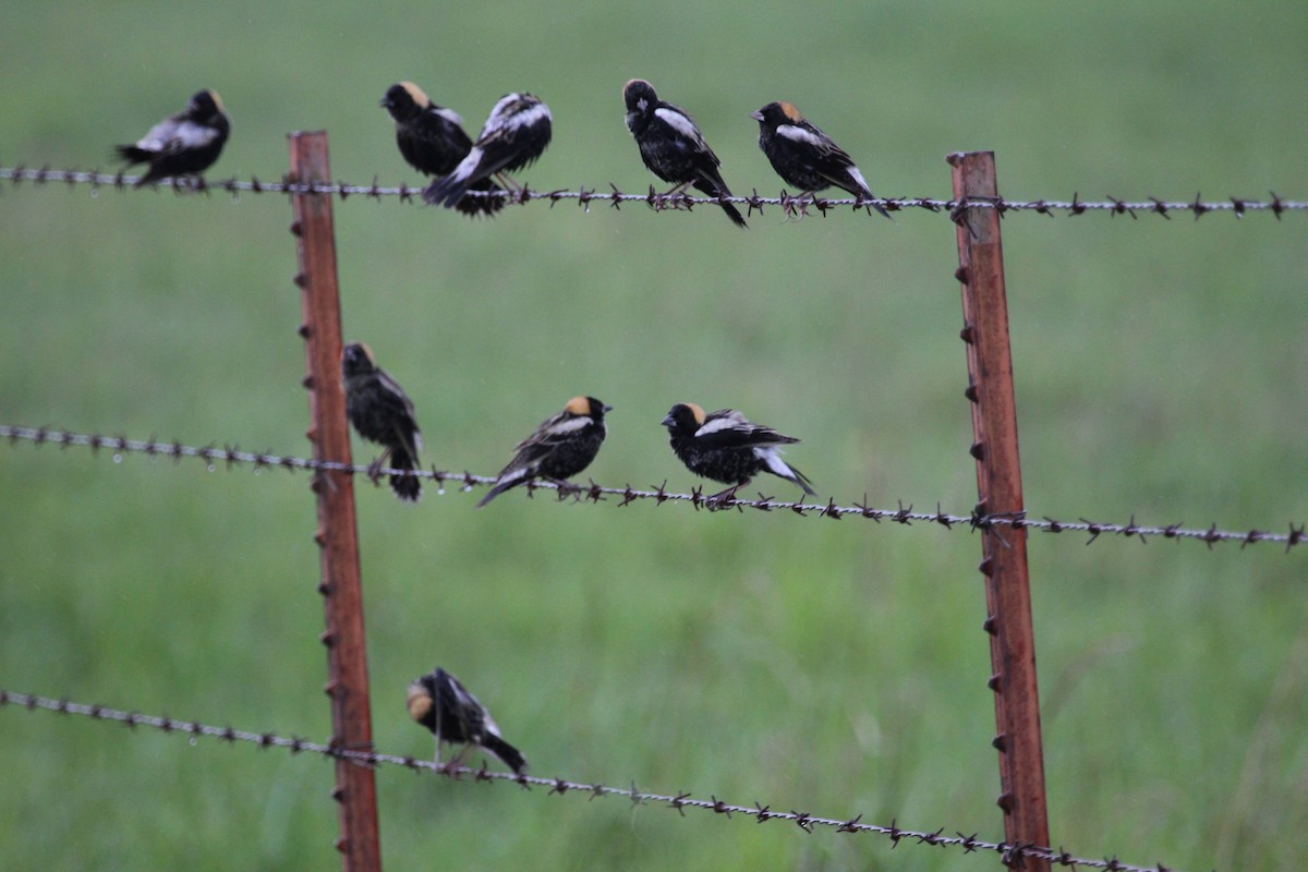 bobolink americký - ML56190561