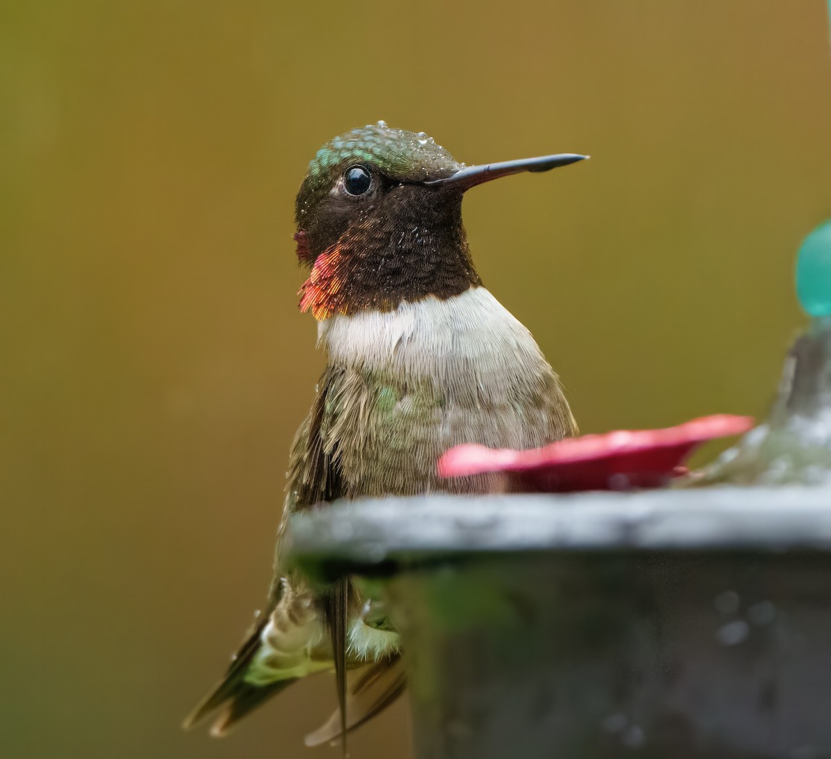 Ruby-throated Hummingbird - Suzanne Kavic