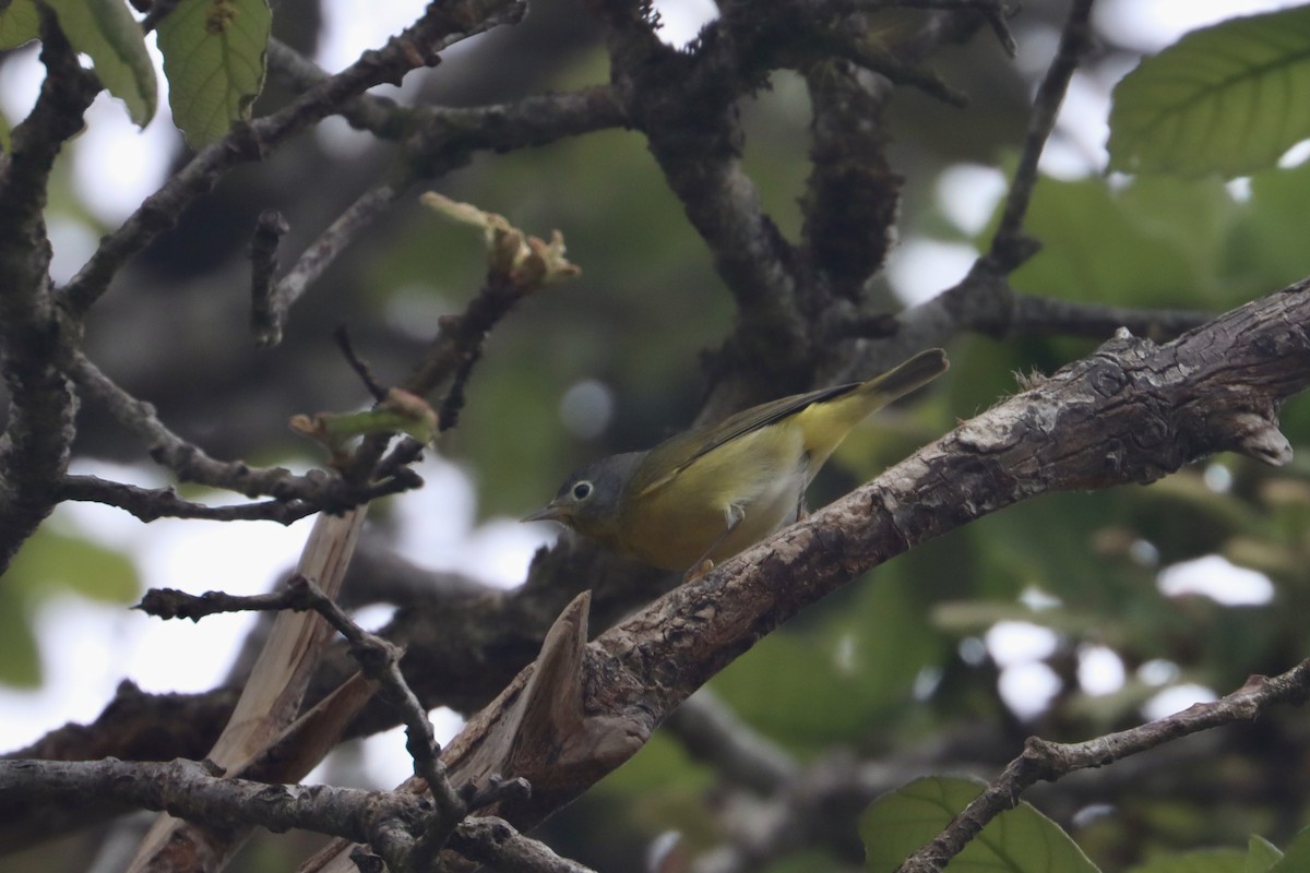 Nashville Warbler - ML561906061