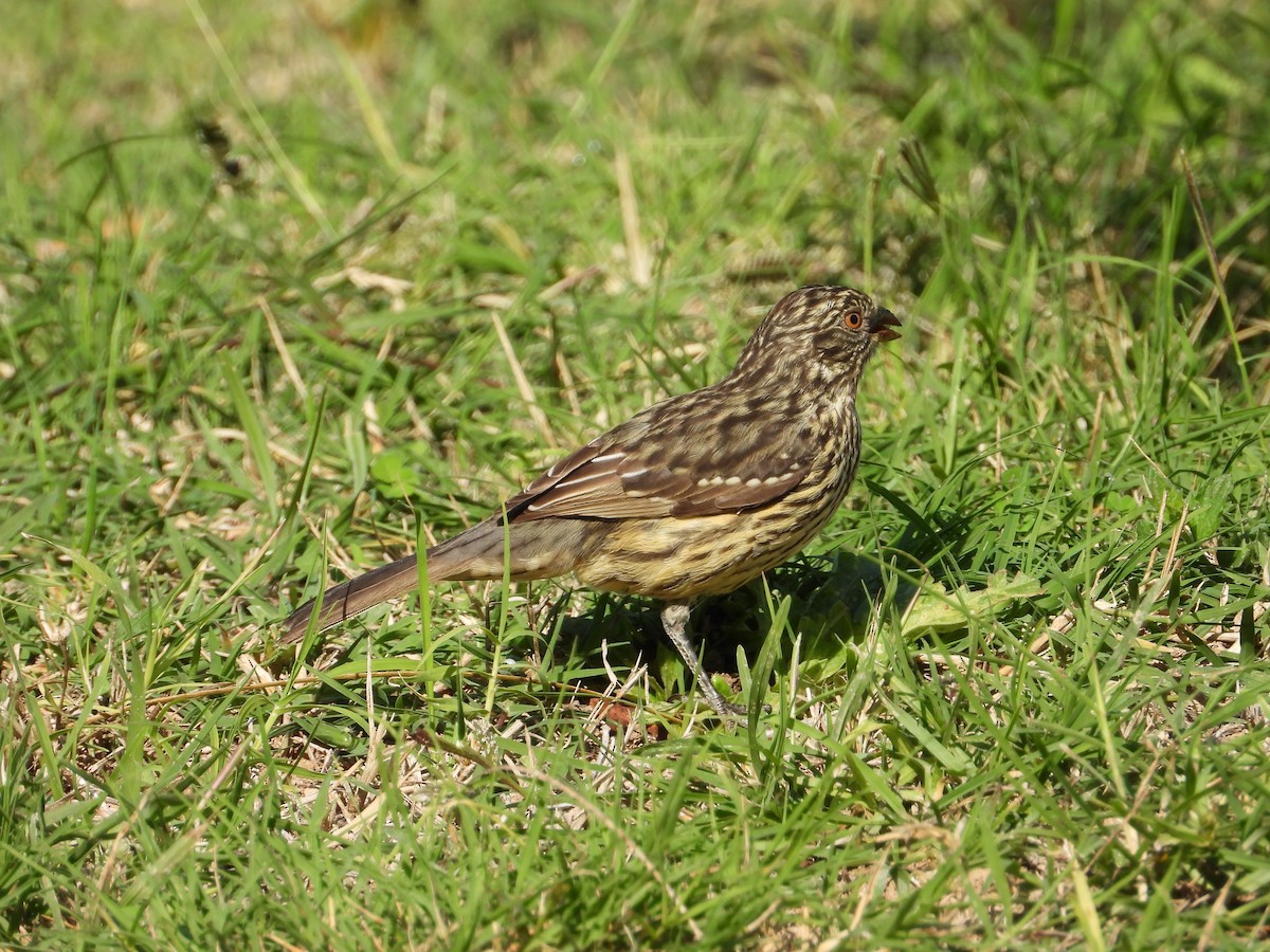 White-tipped Plantcutter - ML561906101