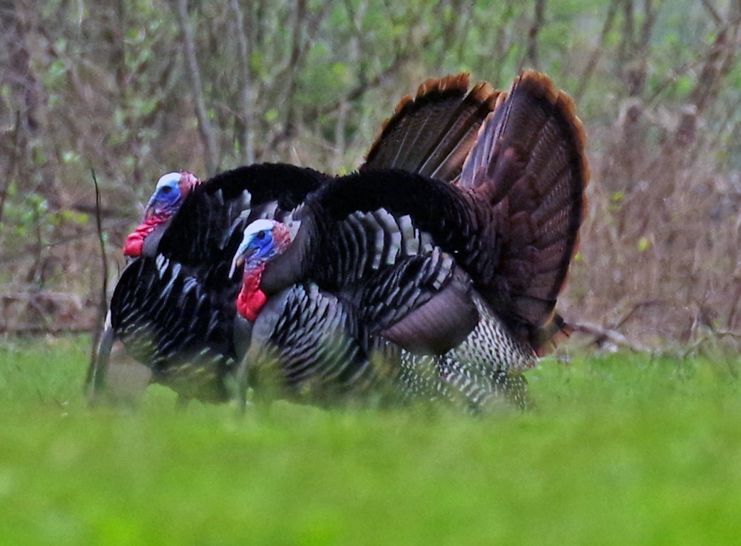 Wild Turkey - ML561906981