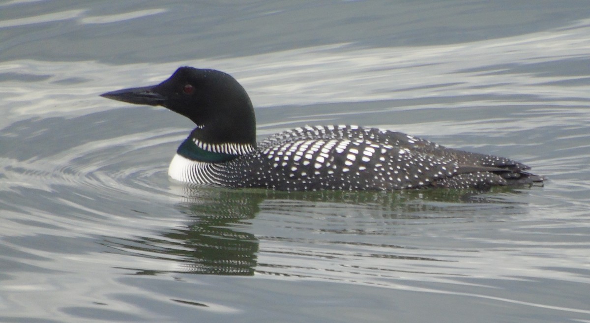 Common Loon - Mike & MerryLynn  Denny