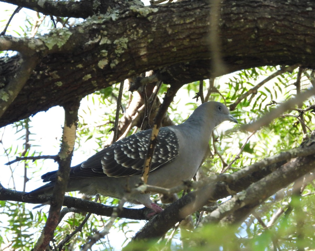 Spot-winged Pigeon - ML561907481