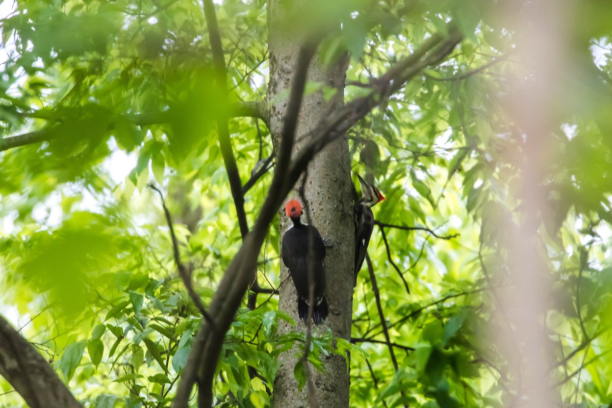 Pileated Woodpecker - Melissa McMasters