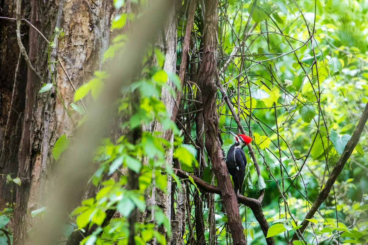 Pileated Woodpecker - Melissa McMasters