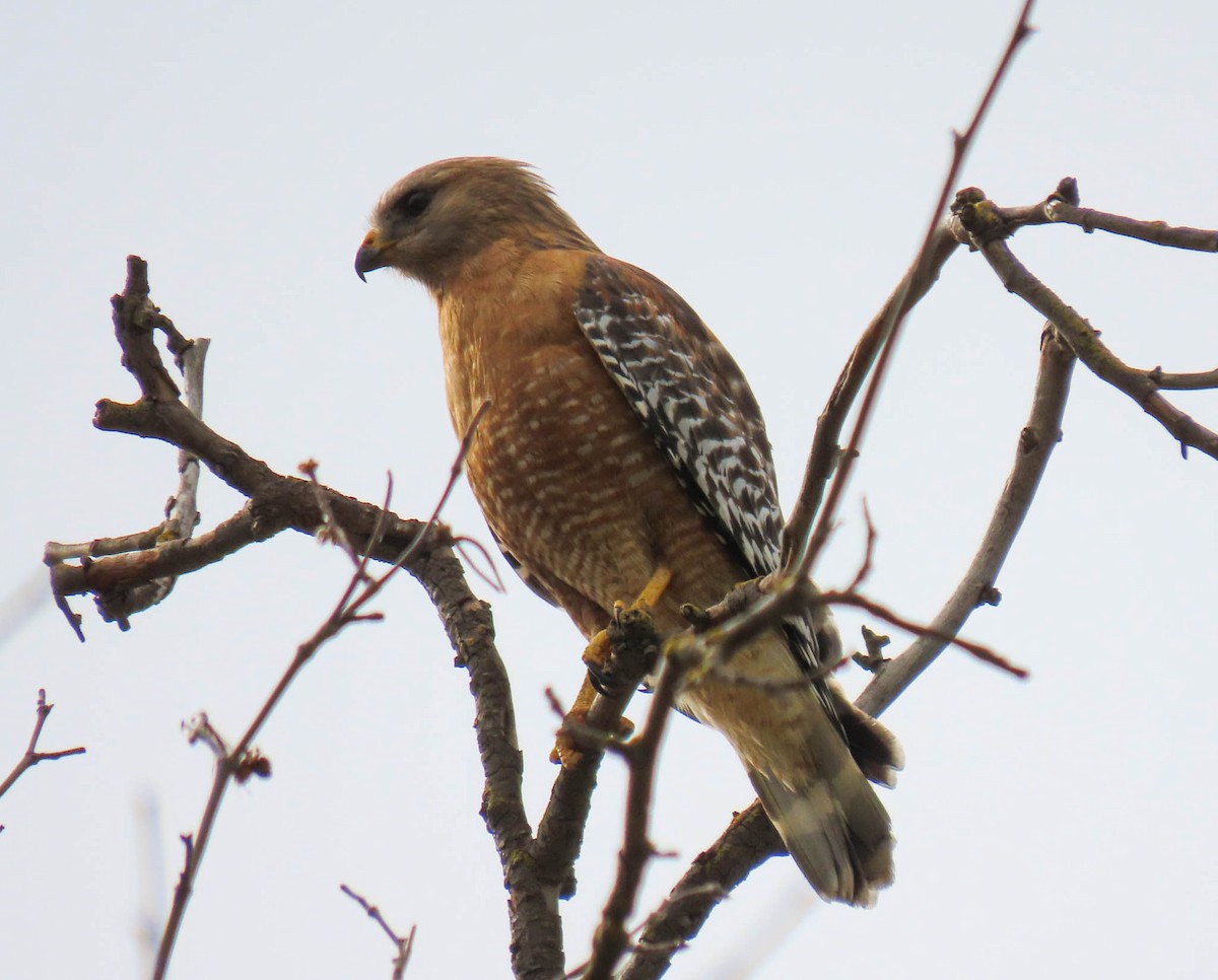 Red-shouldered Hawk - ML561907941