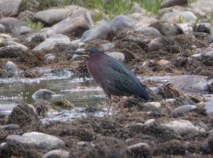 Green Heron - ML561908021