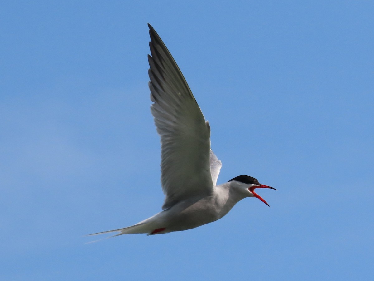 Common Tern - Christopher Hollister
