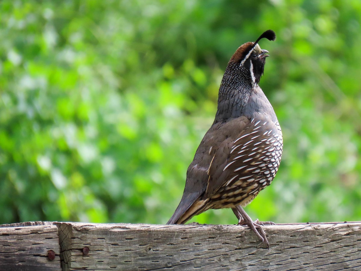 California Quail - ML561908861