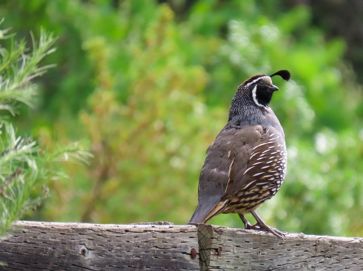 California Quail - ML561908871