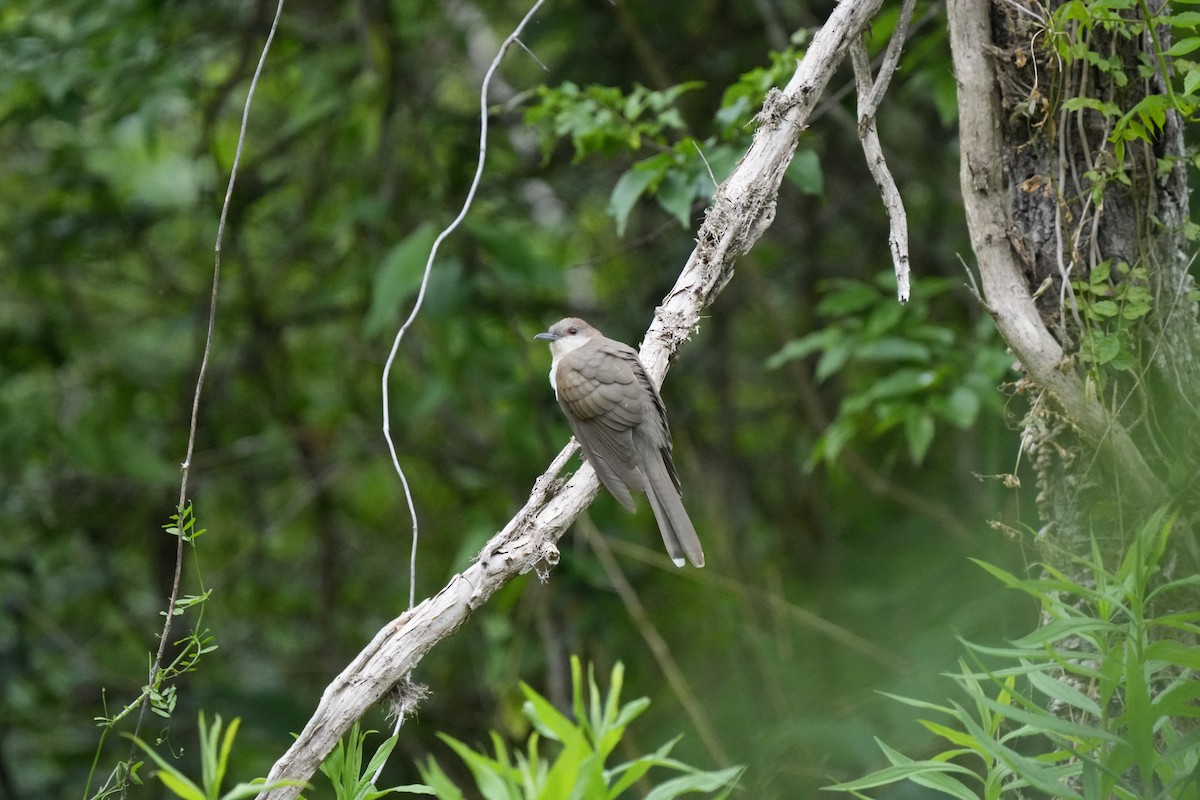 Black-billed Cuckoo - ML561909621