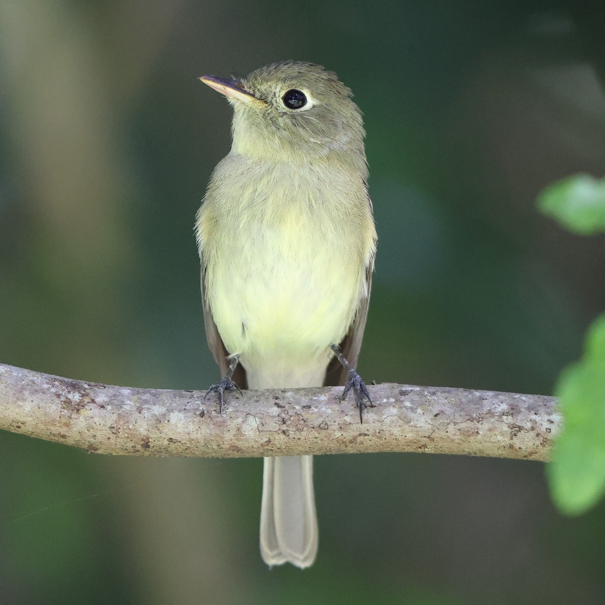 Western Flycatcher - Tasso  Cocoves