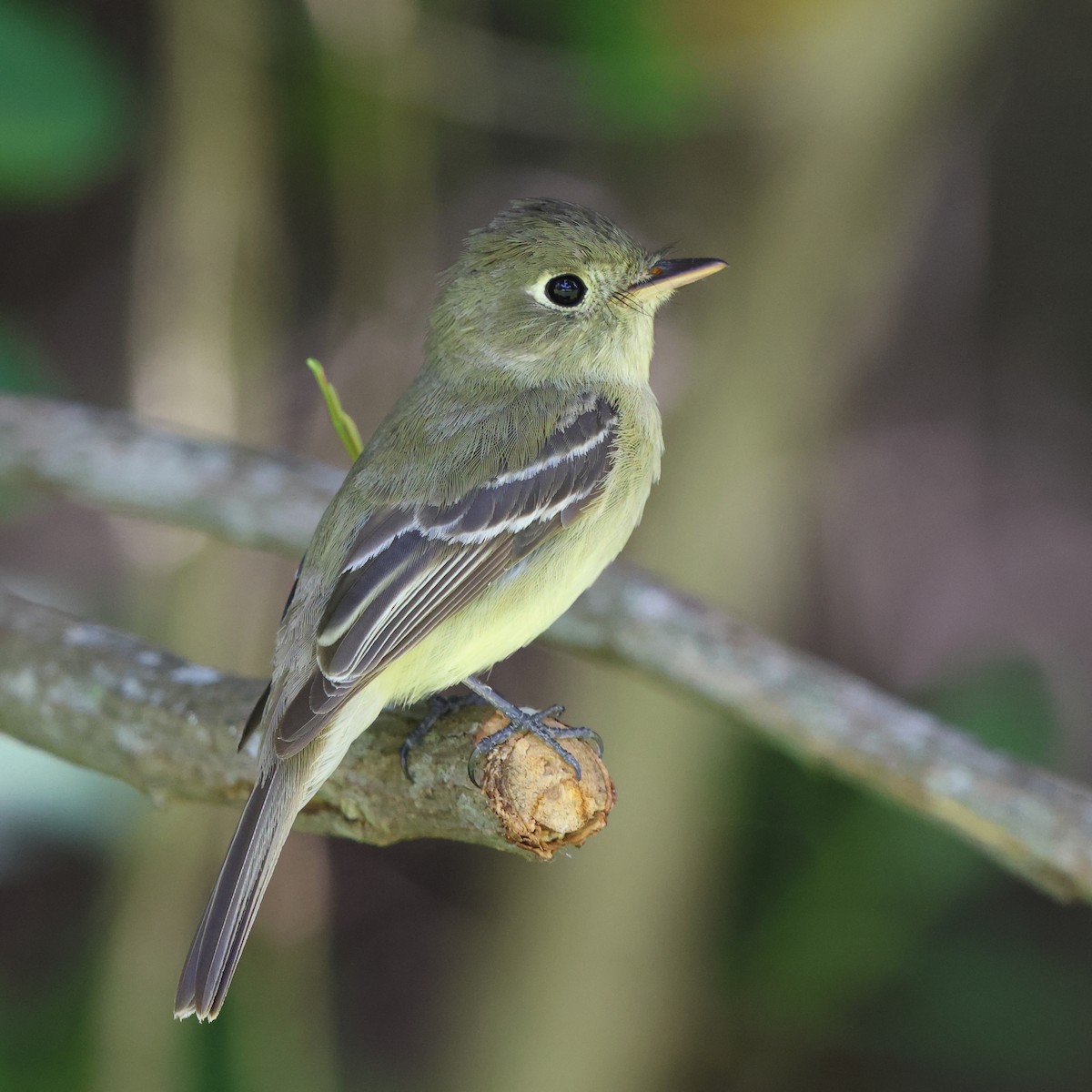 Western Flycatcher - ML561909761