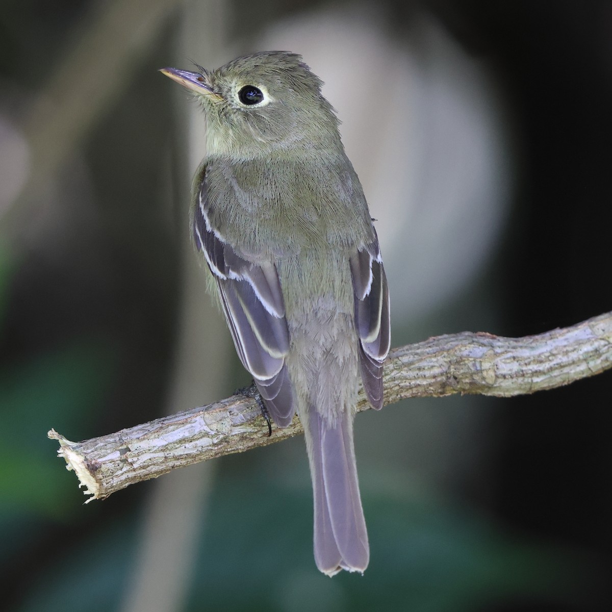 Western Flycatcher - ML561909771