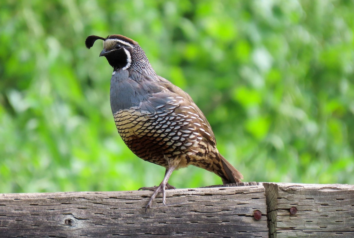 California Quail - ML561909891