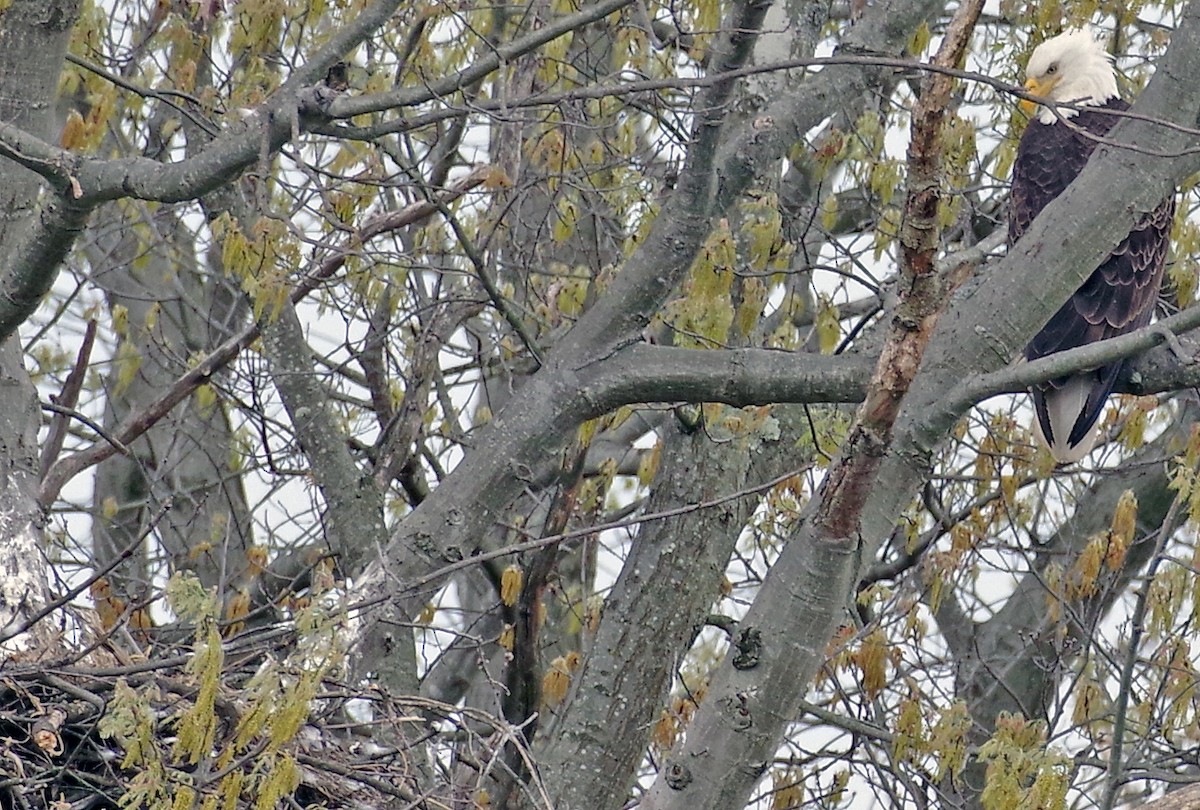 Weißkopf-Seeadler - ML561910001