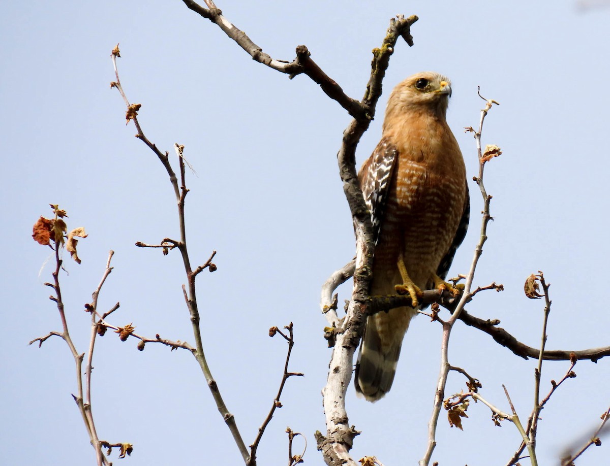 Red-shouldered Hawk - ML561910441