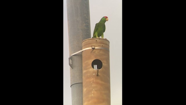 Red-crowned Amazon - ML561910481