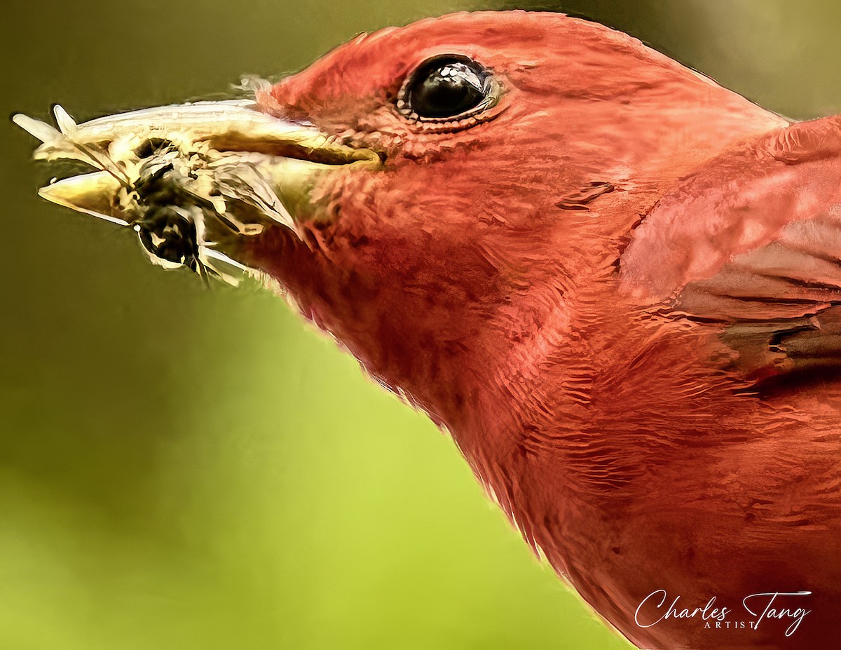 Summer Tanager - ML561910981