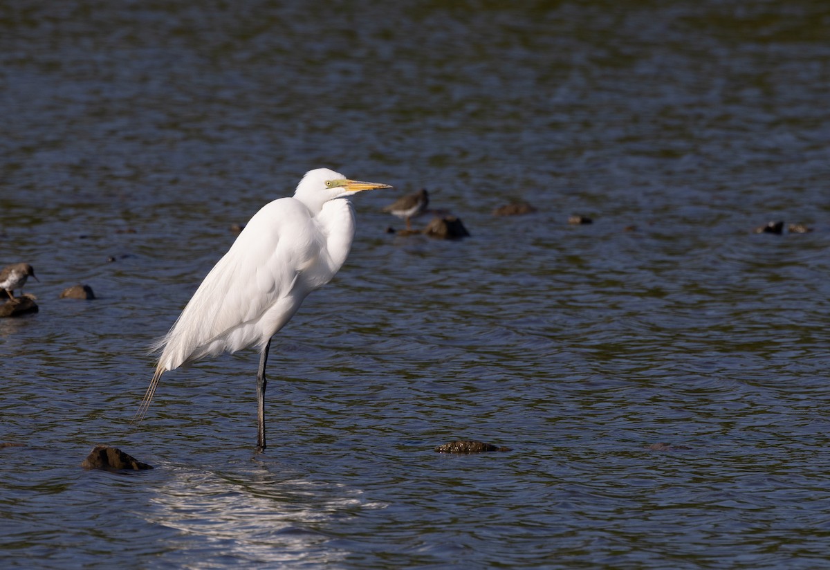 Great Egret - Bryan Henson