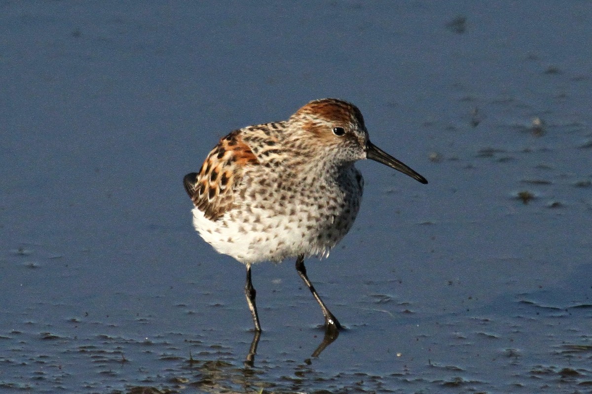 Western Sandpiper - ML56191191