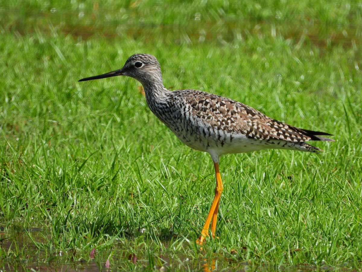 Greater Yellowlegs - ML561914161