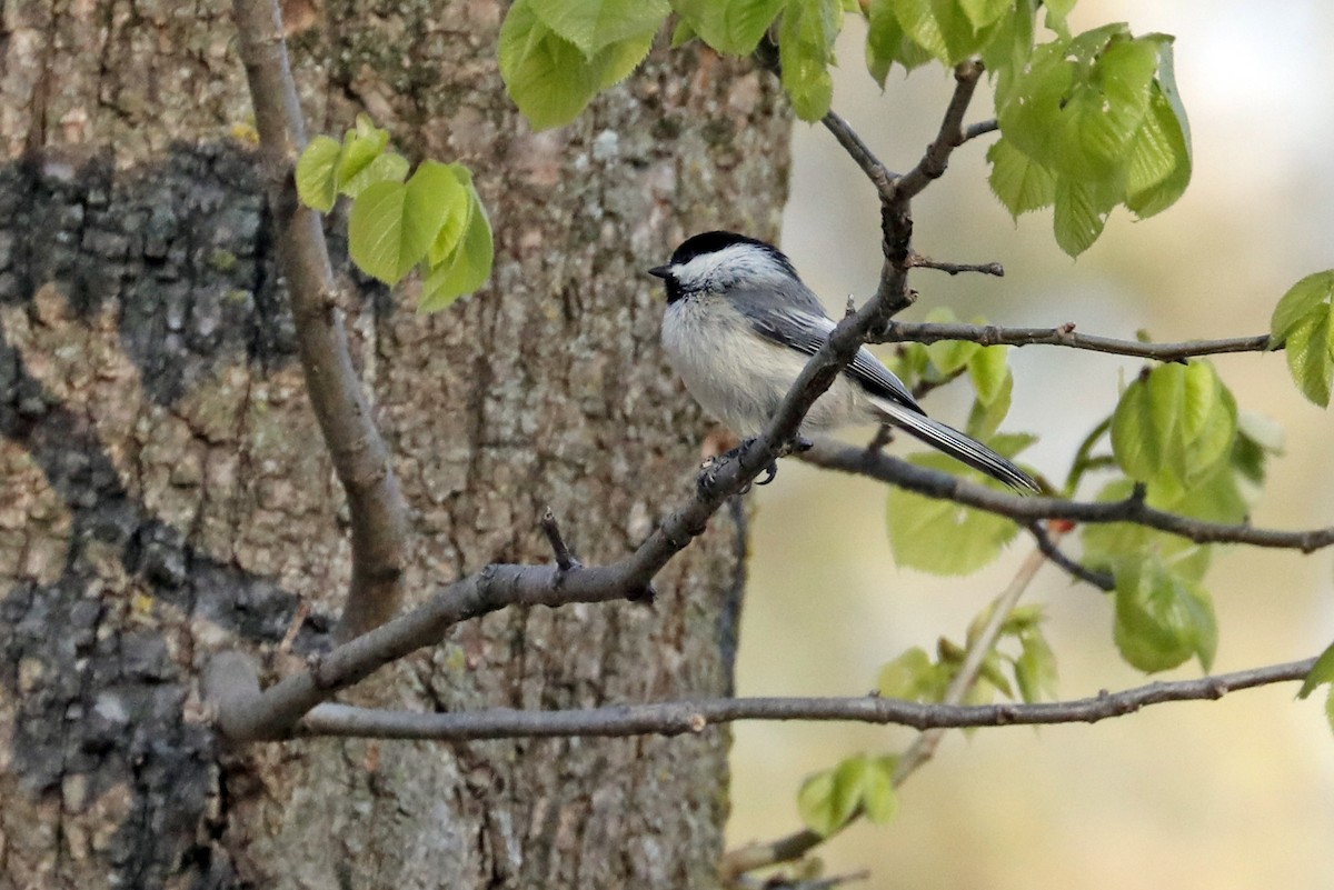 Black-capped Chickadee - Tommy Childers