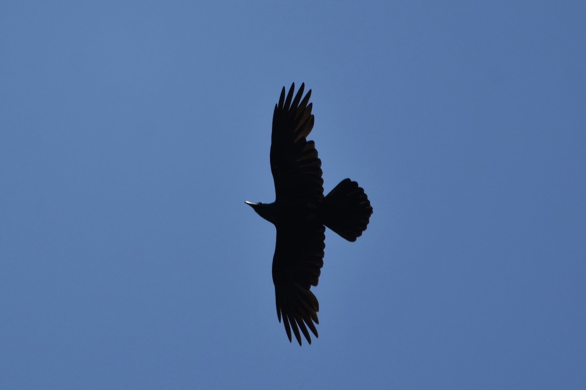 Grand Corbeau - ML561915631