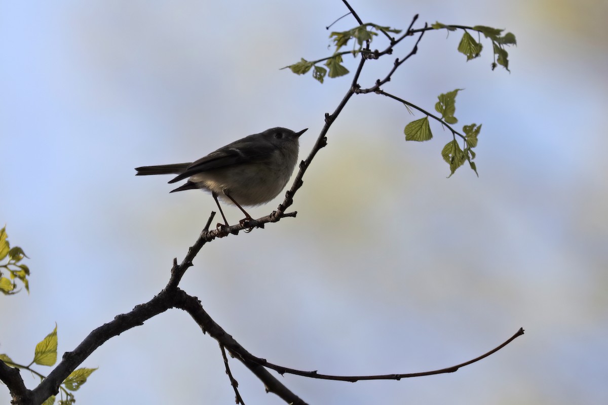 Ruby-crowned Kinglet - Tommy Childers