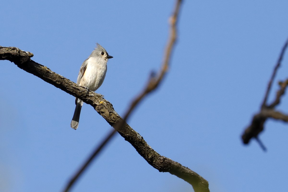 Tufted Titmouse - Tommy Childers