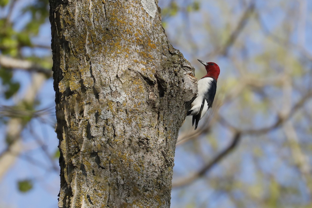Red-headed Woodpecker - Tommy Childers