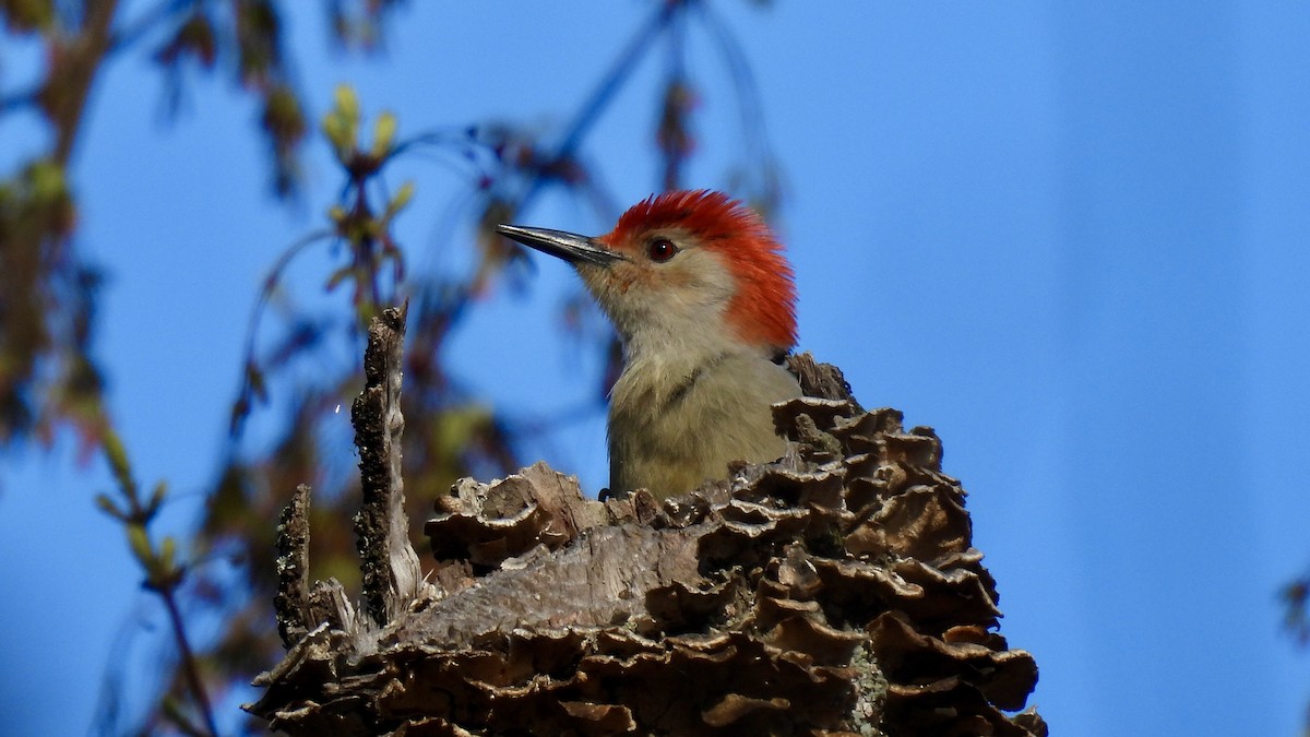 Red-bellied Woodpecker - ML561916951