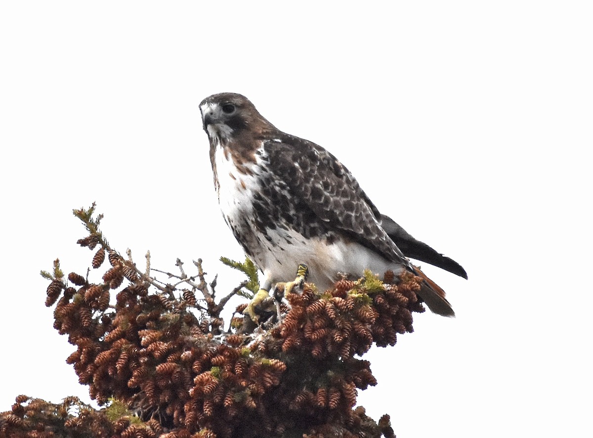 アカオノスリ - ML561917881